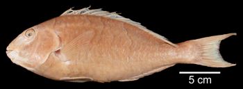 Media type: image; Ichthyology 14546